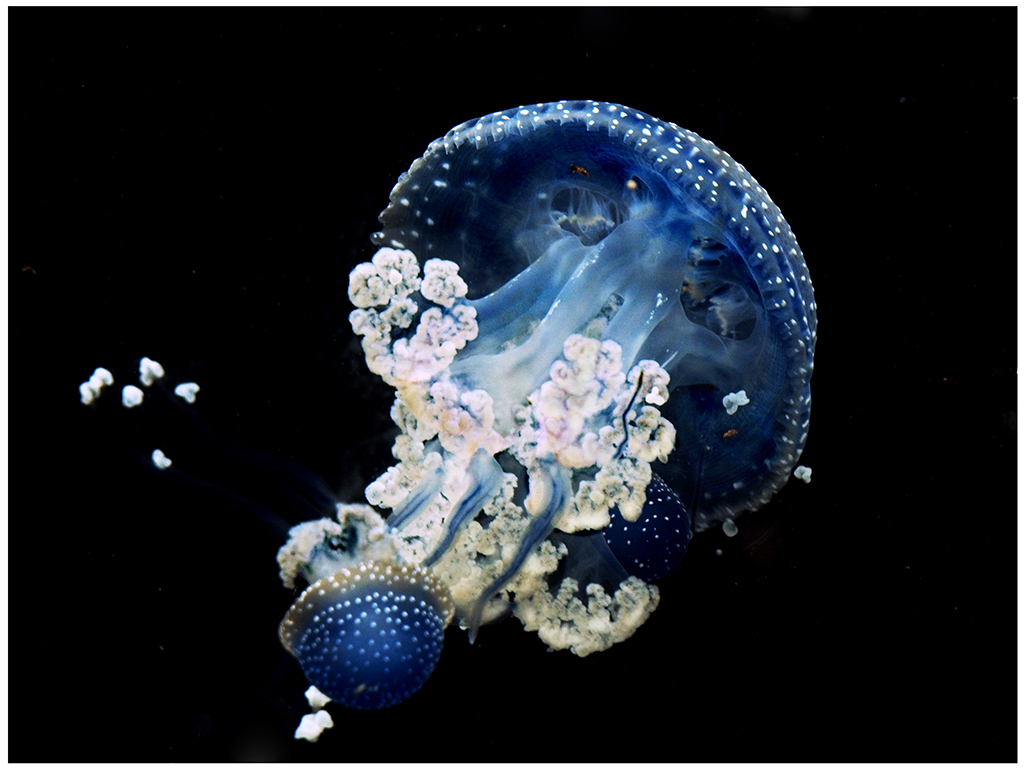 Nature In Class M By Alexandra Ballough For Australian Spotted Jellyfish OCT-2018.jpg
